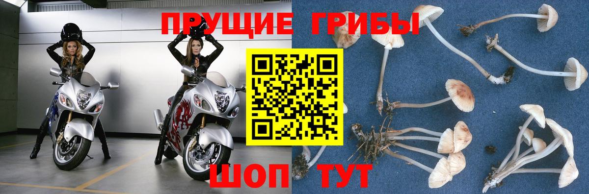 Галлюциногенные грибы Psilocybe Дивногорск